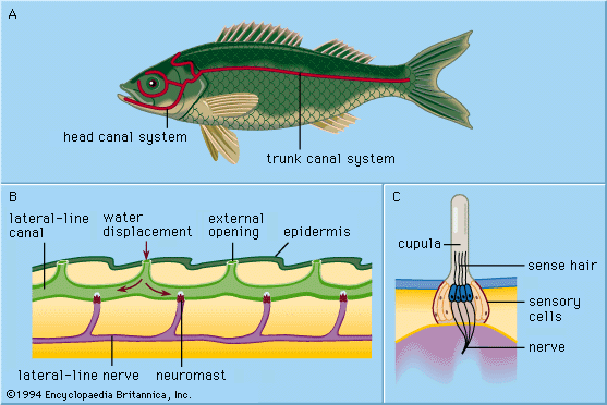 Whole fish showing the head and trunk lateral-line canal systems (A), a canal cross-section showing water displacement reaching a neuromast through the external opening (B), and a zoomed neuromast showing the cupula, sense hairs, sensory cells, and nerve (C).