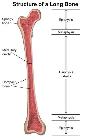A long bone in longitudinal section, labeled with the two epiphyses, the metaphysis at each end, the central diaphysis (shaft), the medullary cavity, and the spongy bone/compact bone distinction.
