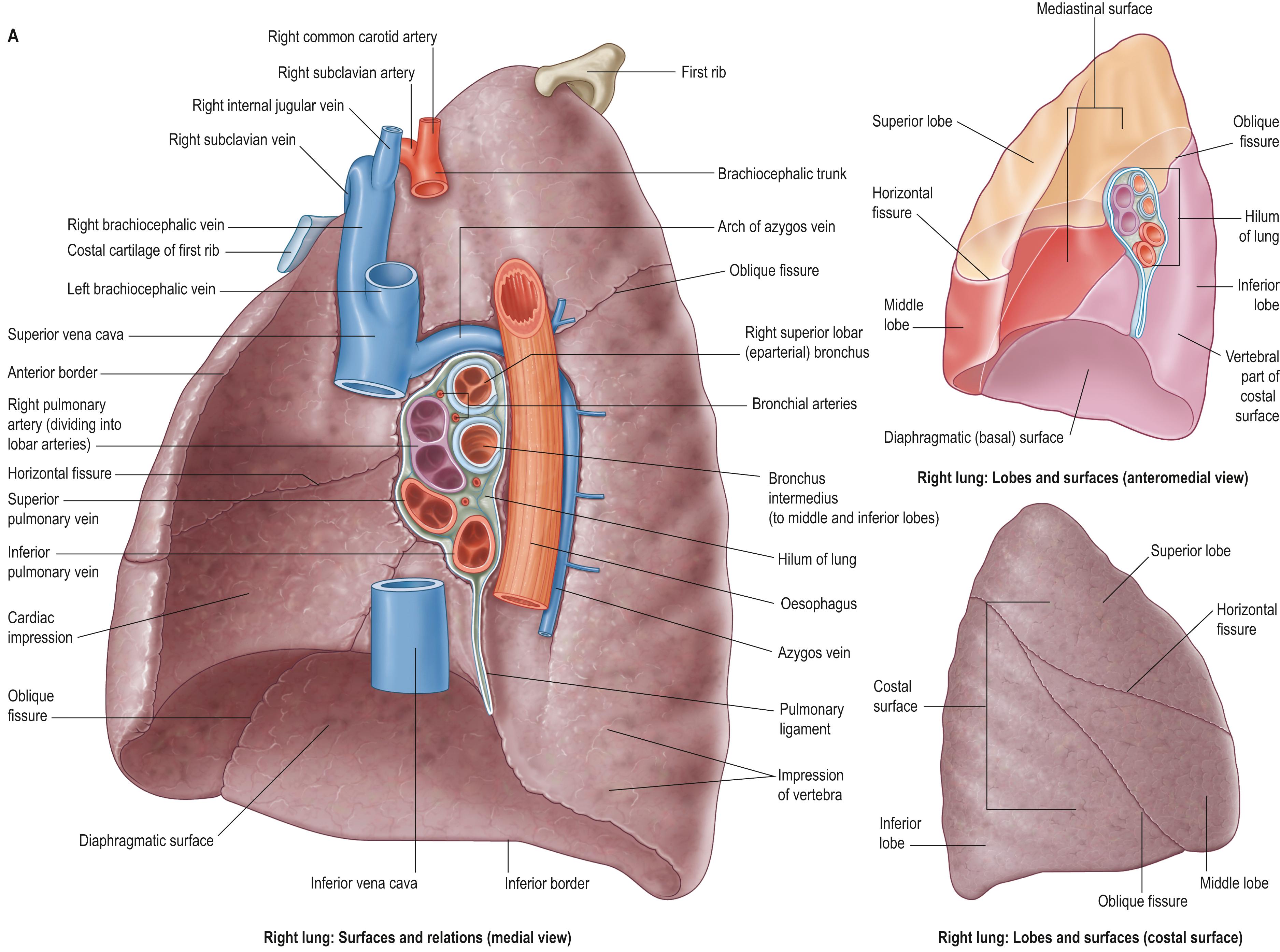 Detailed right lung anatomy: surfaces and hilum relations (medial view, with the pulmonary artery/veins, bronchi, and azygos vein at the hilum), plus separate lobes-and-fissures views (anteromedial and costal surface) showing the superior/middle/inferior lobes and horizontal/oblique fissures.