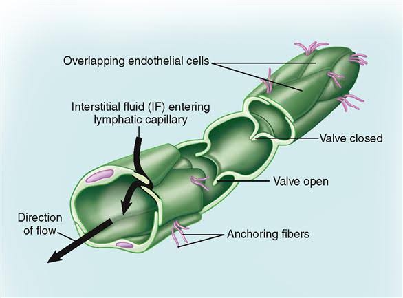 A lymphatic capillary showing overlapping endothelial cells forming one-way mini-valves (open/closed), anchoring fibers, interstitial fluid entering, and the direction of lymph flow.