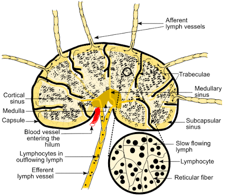 Lymph node cross-section showing the capsule, trabeculae, cortical/medullary sinuses, afferent lymph vessels entering and an efferent lymph vessel leaving at the hilum (alongside the blood vessel), with a zoomed inset showing lymphocytes in the slow-flowing lymph among reticular fibers.