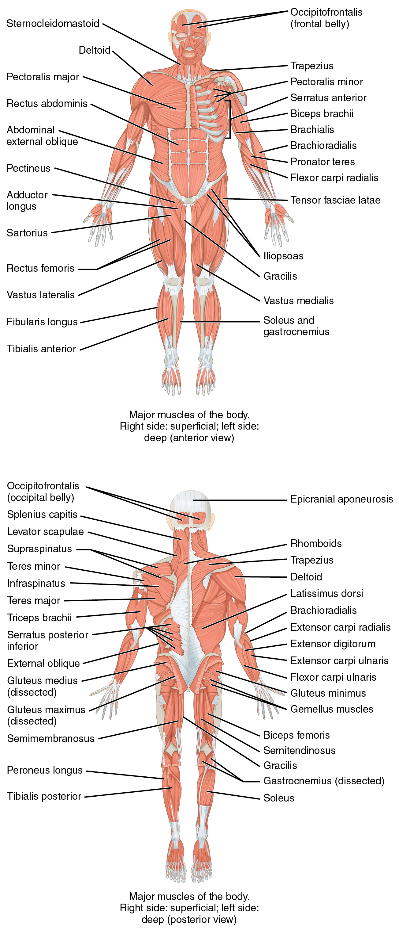 Major superficial and deep muscles of the body, anterior view (deltoid, pectoralis major, rectus abdominis, biceps brachii, quadriceps, tibialis anterior, and more) and posterior view (trapezius, latissimus dorsi, triceps brachii, gluteus maximus, hamstrings, gastrocnemius, and more), each fully labeled.