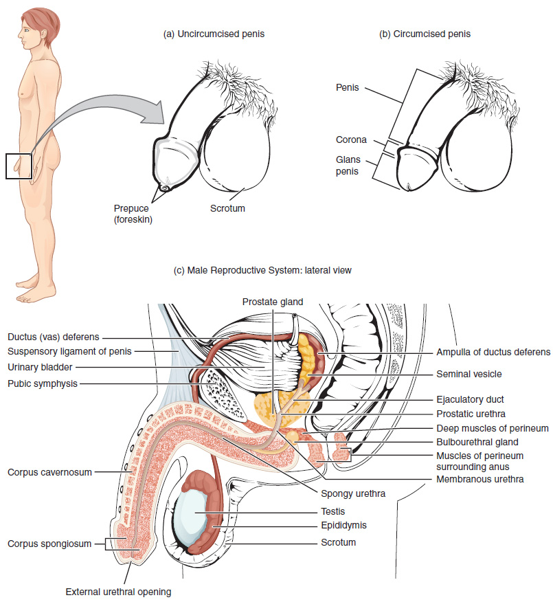 Male reproductive tract, external genitalia (circumcised/uncircumcised) and a lateral cross-section showing the vas deferens, seminal vesicle, ejaculatory duct, prostate gland, bulbourethral gland, testis, epididymis, scrotum, and the prostatic/membranous/spongy urethra.