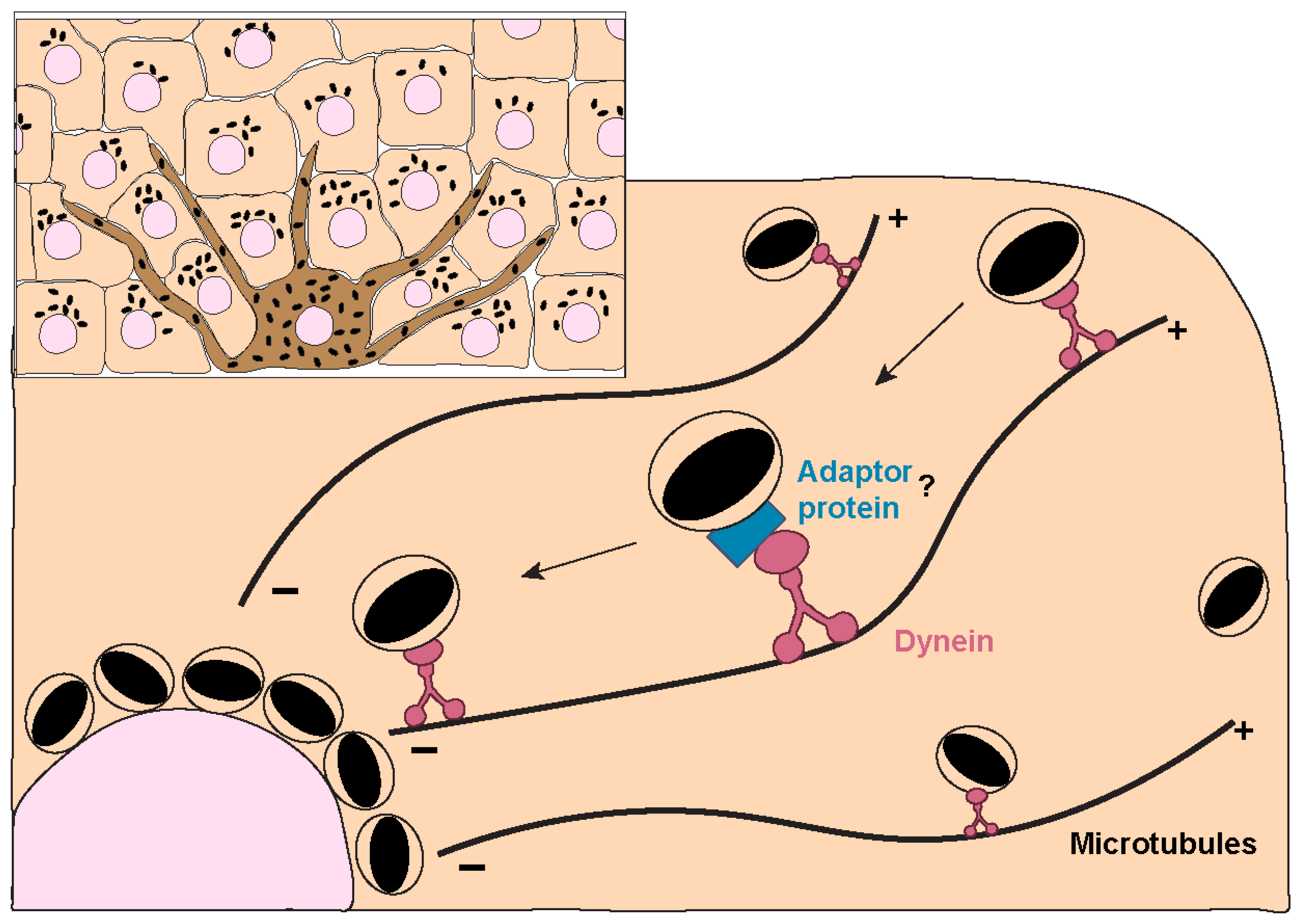 Top-left inset: a dendritic melanocyte (brown) transferring melanosomes (black granules) directly to surrounding keratinocytes. Main panel: a separate, more technical diagram of intracellular melanosome transport within a melanocyte, showing dynein motor proteins carrying melanosomes along microtubules toward the cell body.