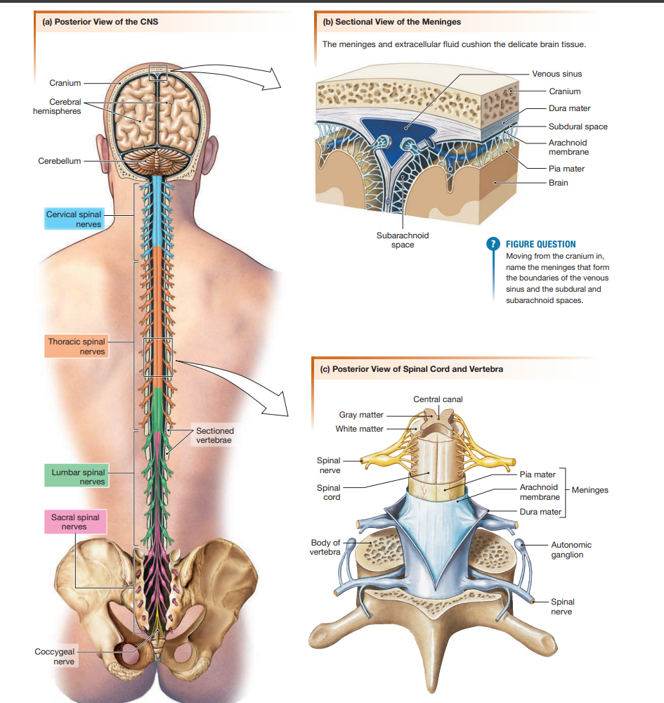 Three panels: (a) posterior view of the CNS showing the brain and spinal nerve regions, (b) a sectional view of the meninges showing dura mater, subdural space, arachnoid membrane, pia mater, subarachnoid space, and venous sinus, (c) a posterior view of the spinal cord and vertebra showing gray/white matter, the meninges, and an autonomic ganglion.