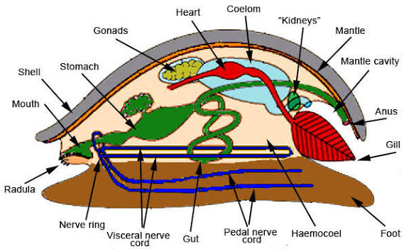A generalized mollusc body plan labeling the shell, mantle, mantle cavity, gill, foot, radula, mouth, stomach, gut, gonads, heart, coelom, “kidneys,” anus, and the nerve ring/visceral/pedal nerve cords.