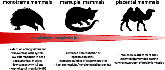 Monotreme (echidna), marsupial (opossum-like marsupial), and placental (camel) silhouettes over a “morphological complexity” gradient bar, with bullet points comparing forelimb muscle differentiation, attachment-site count, and connectivity/morphological-burden metrics across the three groups.