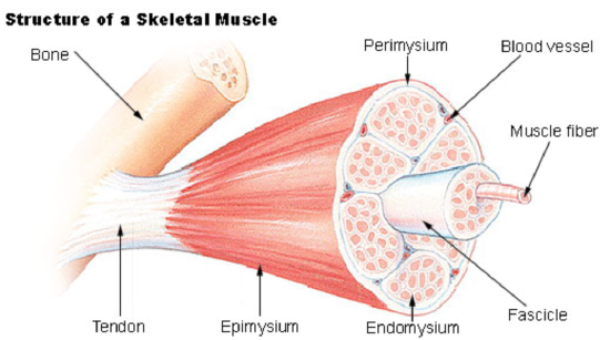 A whole skeletal muscle in longitudinal and cross-section, labeled with the tendon, epimysium, perimysium (around each fascicle), endomysium (around each muscle fiber), fascicle, muscle fiber, and blood vessel.