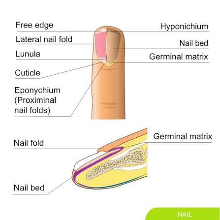 Labeled nail structure from two views: surface view showing the free edge, lateral nail folds, lunula, cuticle, and eponychium (proximal nail fold), and a longitudinal section showing the germinal matrix, nail bed, and nail fold.