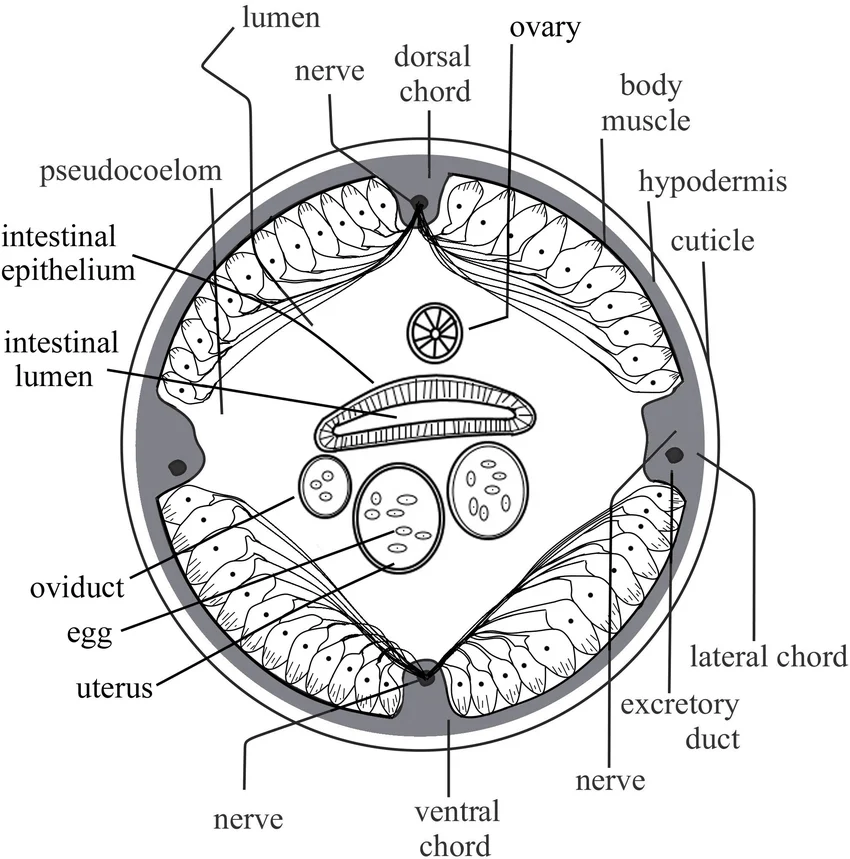 Nematode cross-section labeling the cuticle, hypodermis, body muscle, pseudocoelom, dorsal/ventral/lateral chords, nerves, intestinal epithelium and lumen, and (in this female specimen) the ovary, oviduct, eggs, uterus, and excretory duct.
