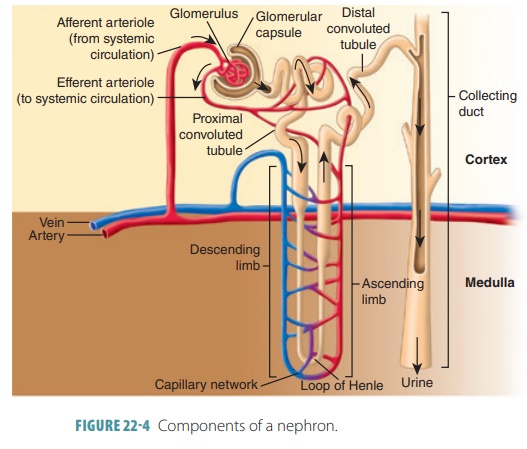 A full labeled nephron: glomerulus and glomerular capsule fed by the afferent/efferent arteriole, proximal convoluted tubule, descending/ascending limbs of the loop of Henle with the surrounding capillary network, distal convoluted tubule, and collecting duct draining to the ureter, with the cortex/medulla boundary shown.