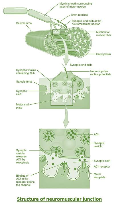 A three-panel zoom from a whole muscle fiber down to the neuromuscular junction: the axon terminal and synaptic end bulb sitting on the sarcolemma, then a close-up of ACh-containing synaptic vesicles releasing their contents by exocytosis into the synaptic cleft and binding ACh receptors on the motor end plate, opening Na+ channels.