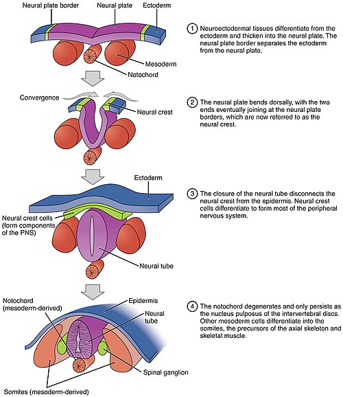 Four-stage neurulation sequence: the neural plate thickens from ectoderm over the notochord and mesoderm, bends dorsally to bring the neural plate borders together as the neural crest, closes into a neural tube separating from the epidermis, and finally shows the notochord persisting only as the intervertebral disc nucleus pulposus while adjacent mesoderm forms the somites.