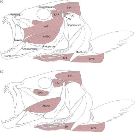 Fish skull and jaw musculature in two configurations (a, b), with the operculum, premaxilla, maxilla, dentary, preopercle, neurocranium, and named jaw/opercular muscles (EP, LAP, AM1/AM2/3, AAP, SH, HYP) labeled.