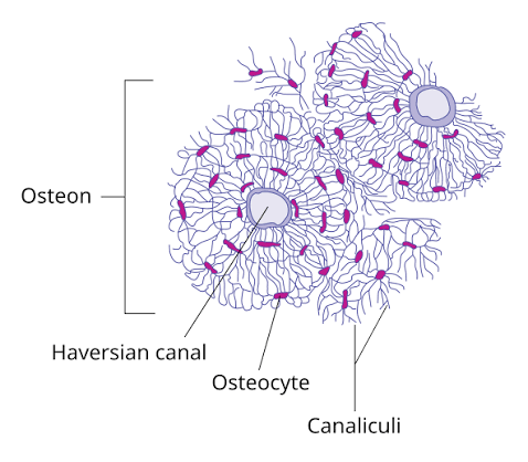 Two adjacent osteons, each with a central Haversian canal, osteocytes distributed through the surrounding matrix, and a canaliculi network connecting them.