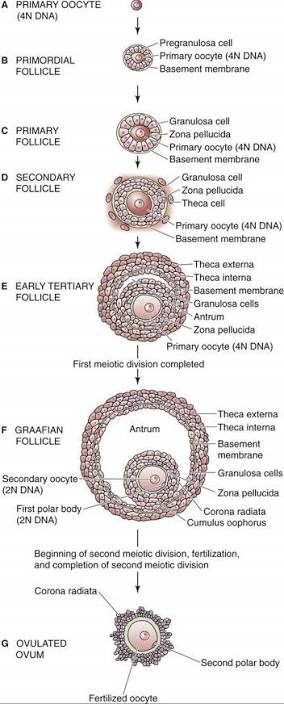 Follicular development sequence: primary oocyte → primordial follicle (pregranulosa cell, basement membrane) → primary follicle (granulosa cell, zona pellucida) → secondary follicle (theca cell added) → early tertiary follicle (theca externa/interna, antrum) → Graafian follicle (secondary oocyte, first polar body, corona radiata, cumulus oophorus) → ovulated ovum (second polar body).