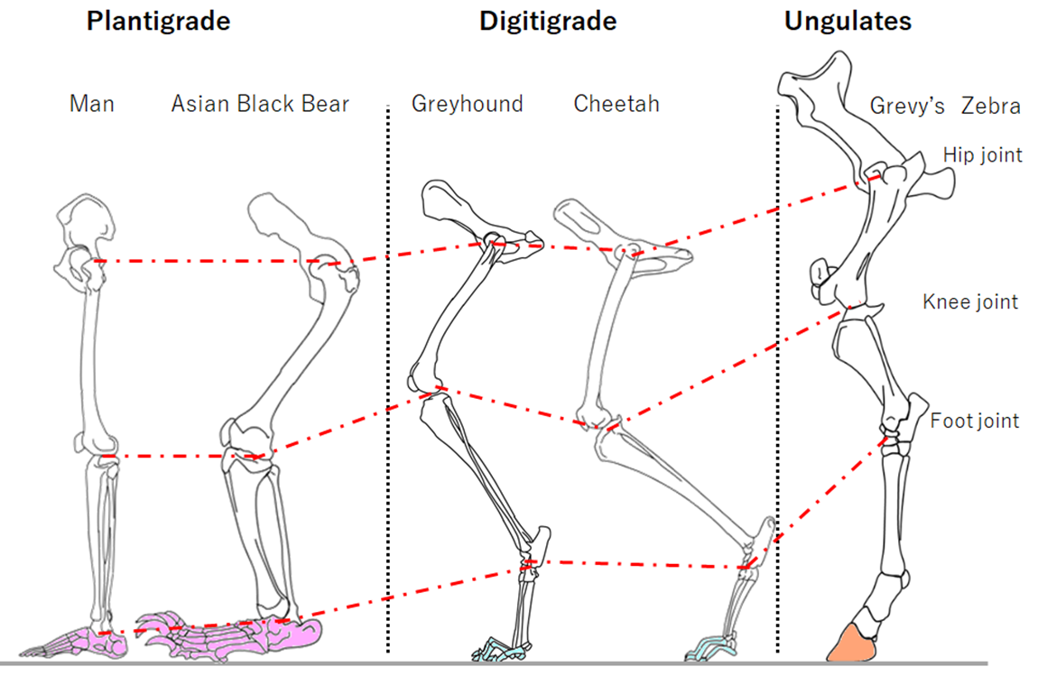 Hindlimb skeletons compared: plantigrade (man, Asian black bear — full foot contacts the ground), digitigrade (greyhound, cheetah — only the digits contact the ground), and ungulate/unguligrade (Grevy’s zebra — only the hoof/toe tip contacts the ground), with hip/knee/foot joints aligned by dashed lines across all five skeletons.