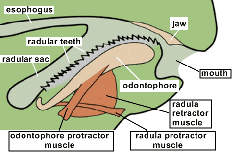 Radula and odontophore apparatus in cross-section: the radular sac coiling back from the mouth, radular teeth passing over the odontophore, and the radula/odontophore protractor and retractor muscles that drive the scraping motion.