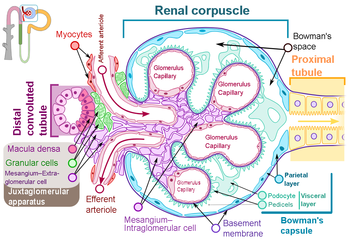 Renal corpuscle detail: glomerular capillaries wrapped by podocytes with pedicels, Bowman’s capsule (parietal and visceral layers), Bowman’s space, the basement membrane, mesangial cells (intra- and extraglomerular), afferent/efferent arterioles, myocytes, the proximal tubule brush border, and the juxtaglomerular apparatus (macula densa and granular cells) at the vascular pole.