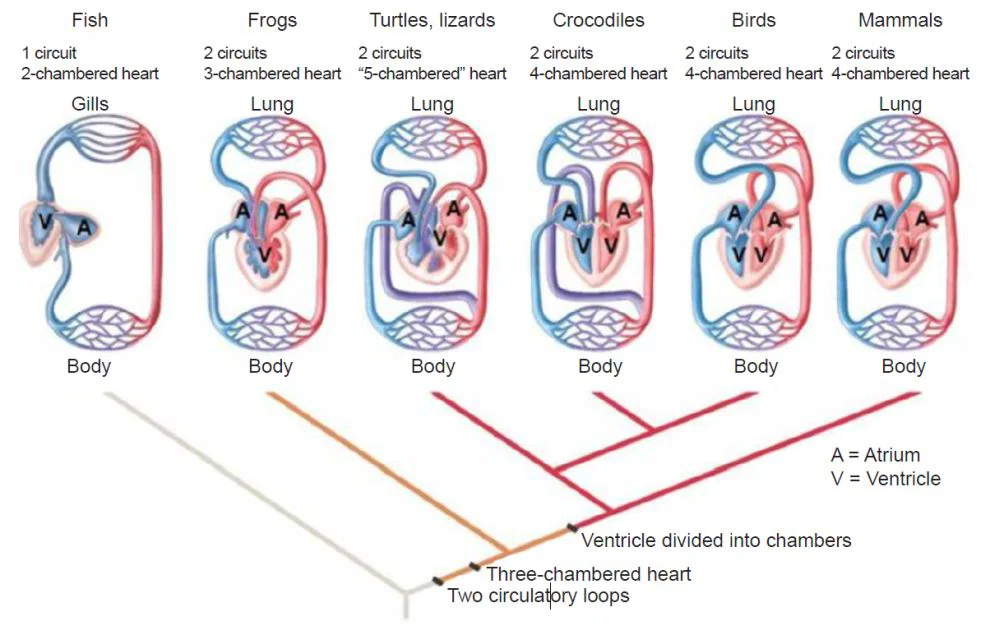 Heart and circuit structure compared across fish (1 circuit, 2-chambered), frogs (2 circuits, 3-chambered), turtles/lizards (2 circuits, “5-chambered” with a partial septum), crocodiles (2 circuits, 4-chambered), birds (2 circuits, 4-chambered), and mammals (2 circuits, 4-chambered), with a phylogenetic tree beneath showing where two circulatory loops, the three-chambered heart, and full ventricular division each arose.