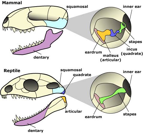 Mammal skull and inner-ear zoom (squamosal, dentary; malleus/articular, incus/quadrate, stapes, inner ear) directly above the equivalent reptile skull and inner-ear zoom (squamosal, quadrate, articular, dentary; stapes and inner ear only).