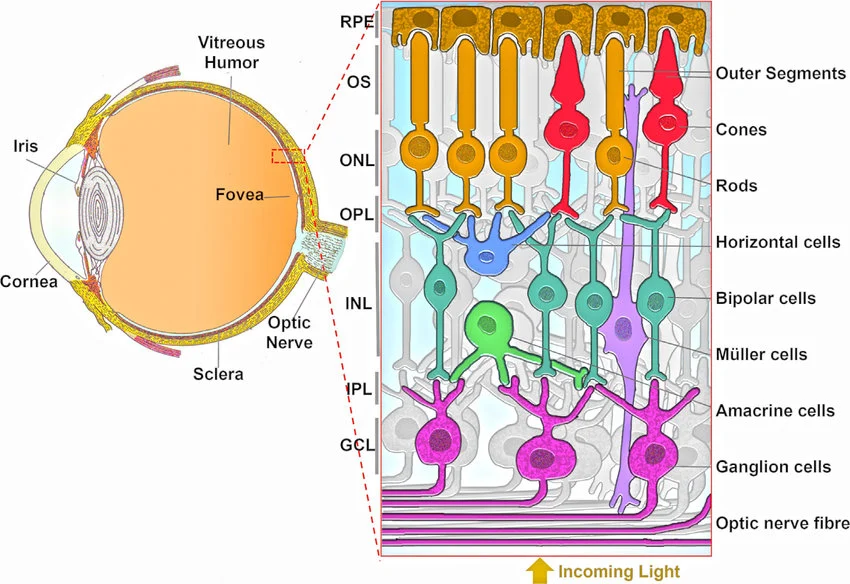 Whole-eye view showing the fovea, then a zoomed cross-section of the retinal layers from the retinal pigment epithelium (RPE) through outer segments, rods and cones (ONL), horizontal cells (OPL), bipolar and Müller cells (INL), amacrine cells (IPL), to ganglion cells (GCL) and the optic nerve fiber layer — with an arrow showing incoming light entering from the ganglion-cell side and traveling through the layers to reach the photoreceptors.