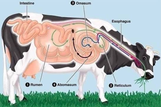 Ruminant digestive tract in a cow: esophagus leading to the rumen, then reticulum, then omasum, then abomasum, then intestine, with the food path traced by arrows through all four chambers in order.