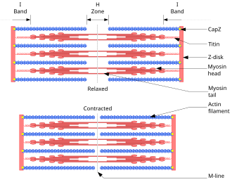A sarcomere at rest vs. contracted, labeled with the I-band, H-zone, Z-disk, CapZ, titin, myosin head and tail, actin filament, and M-line — the I-band and H-zone visibly shorten between the two states while the thick filament length (A-band) stays constant.