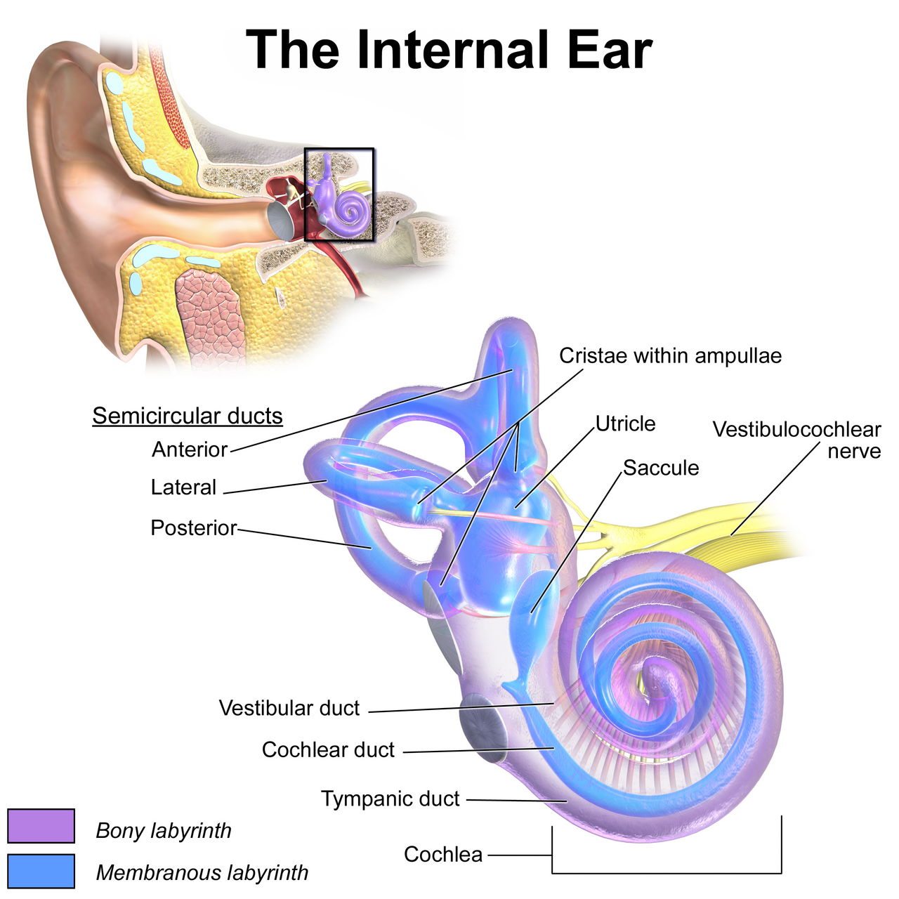 The internal ear: bony and membranous labyrinth, with the three semicircular ducts (anterior, lateral, posterior) and their cristae within ampullae, the utricle and saccule, the vestibulocochlear nerve, and the cochlea (vestibular duct, cochlear duct, tympanic duct).