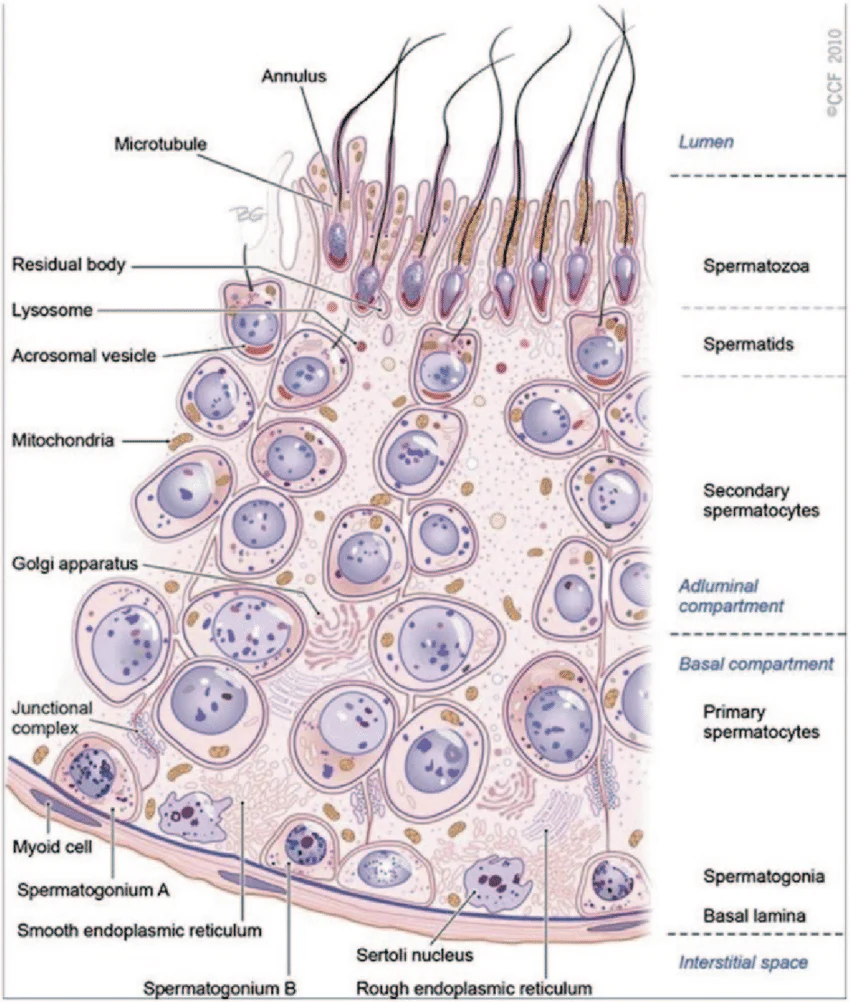 Seminiferous tubule wall cross-section: basal lamina, myoid cells, and Spermatogonium A/B at the base, through the basal/adluminal compartment boundary (junctional complex), primary and secondary spermatocytes, spermatids, and spermatozoa with visible acrosomal vesicles and residual bodies at the lumen — Sertoli cell nucleus and cytoplasm (Golgi apparatus, ER, mitochondria) shown spanning the full epithelial height.