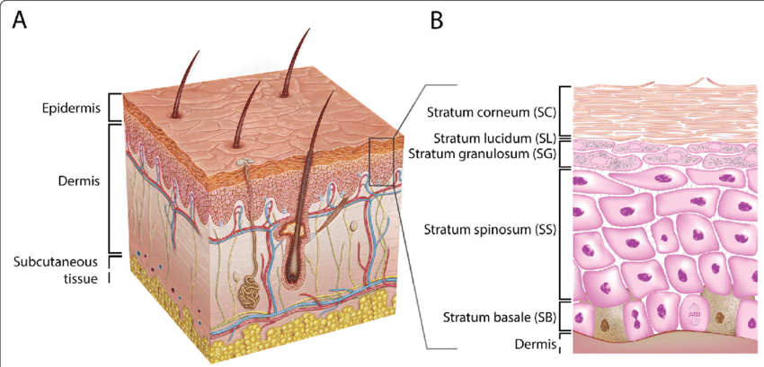 Full-thickness skin block showing epidermis, dermis, and subcutaneous tissue with a hair follicle (A), and a zoomed view of the epidermis with all five strata labeled: stratum corneum, lucidum, granulosum, spinosum, and basale (B).