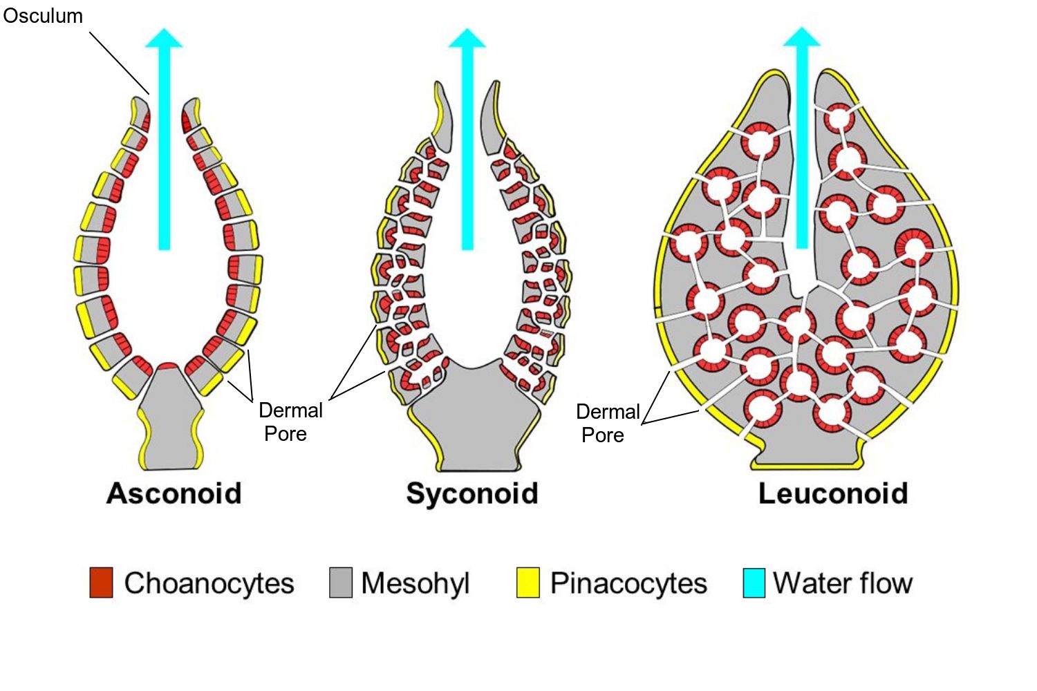 Asconoid, syconoid, and leuconoid sponge body plans compared, with a shared legend for choanocytes, mesohyl, pinacocytes, and water flow direction; osculum and dermal pores labeled.