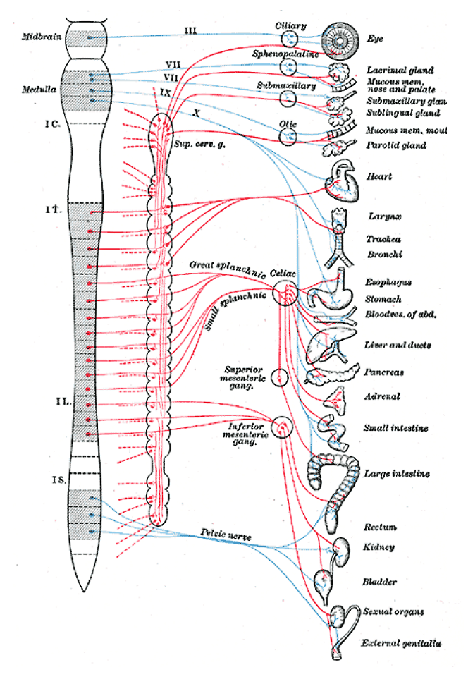 Classic Gray’s Anatomy diagram of the autonomic nervous system: sympathetic outflow (red) from thoracic/lumbar spinal segments through short preganglionic fibers to chain/collateral ganglia (superior cervical, celiac, superior/inferior mesenteric) then long postganglionic fibers to target organs, versus parasympathetic outflow (blue) via cranial nerves III/VII/IX/X and the pelvic nerve with long preganglionic fibers reaching ganglia at or within the target organs.