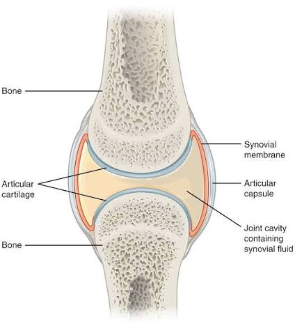 Generic synovial joint cross-section: two bone ends capped with articular cartilage, enclosed by an articular capsule and synovial membrane, with the joint cavity between them containing synovial fluid.