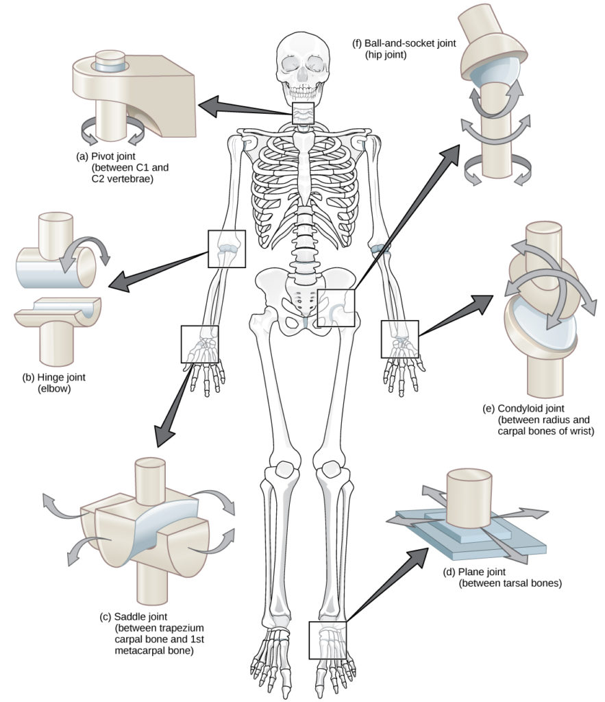 All six synovial joint subtypes shown on a full skeleton with their location and an enlarged mechanical model of each: pivot (C1-C2), hinge (elbow), saddle (thumb carpometacarpal), plane (tarsal bones), condyloid (wrist), and ball-and-socket (hip).