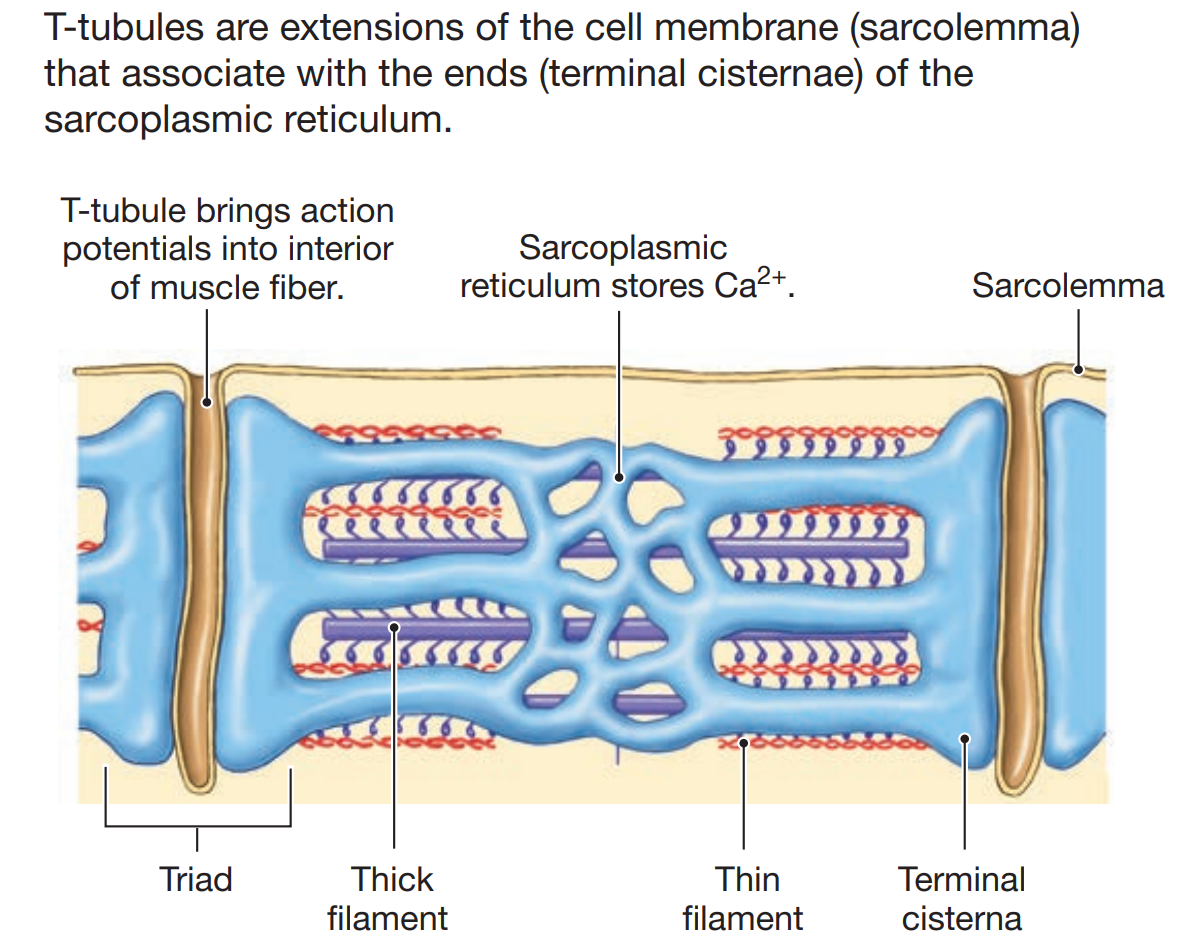 A triad structure: the T-tubule (an extension of the sarcolemma) flanked by two terminal cisternae of the sarcoplasmic reticulum, wrapped around thick and thin filaments, with the sarcoplasmic reticulum shown storing Ca2+.