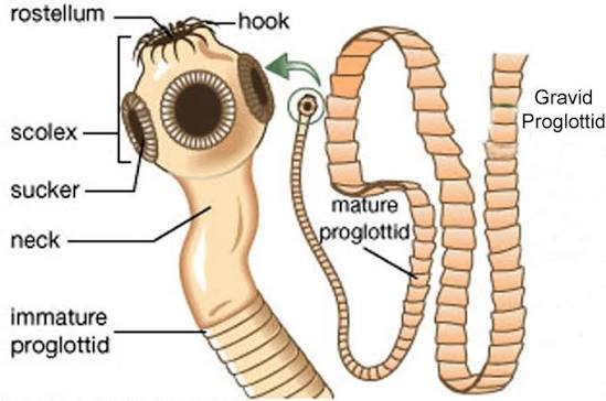 Tapeworm scolex labeled with the rostellum, hooks, and suckers, with the neck giving rise to a chain of proglottids progressing from immature to mature to gravid.