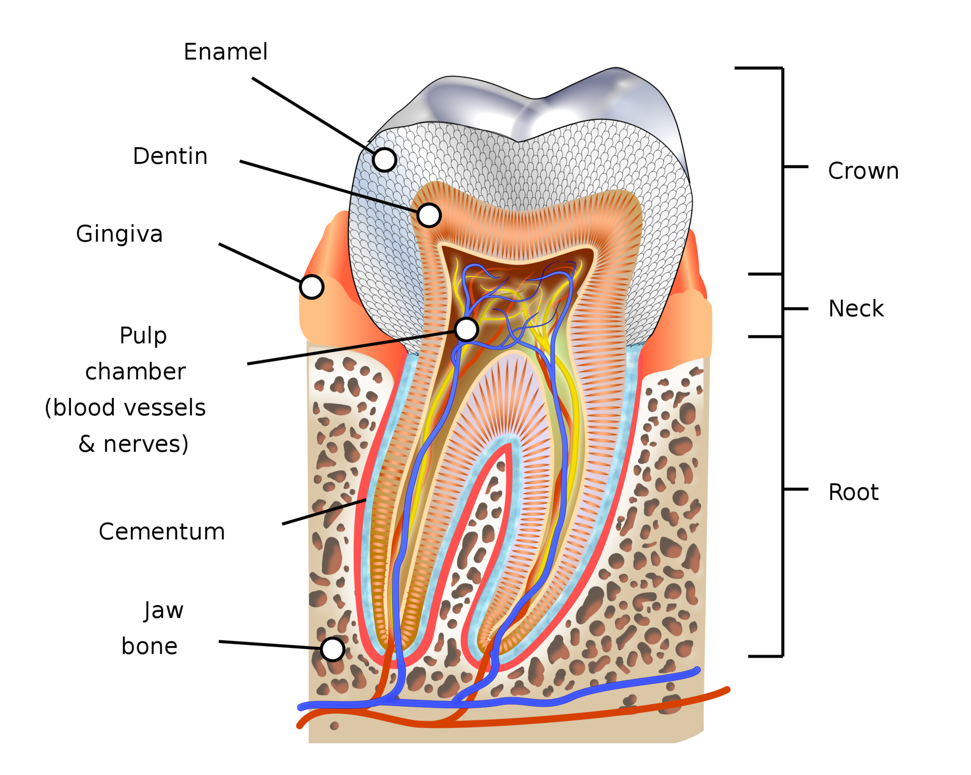 Tooth cross-section labeling crown/neck/root, enamel, dentin, cementum, pulp chamber (blood vessels and nerves), gingiva, and jaw bone.