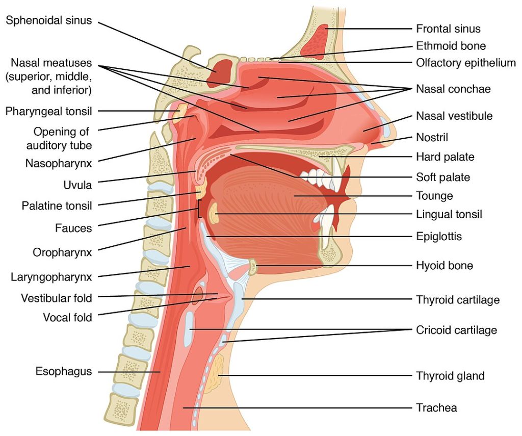 Sagittal head/neck section labeling the nasal conchae, nasal meatuses, nasopharynx, oropharynx, laryngopharynx, uvula, palatine/pharyngeal/lingual tonsils, epiglottis, vocal/vestibular folds, thyroid and cricoid cartilage, and trachea/esophagus.