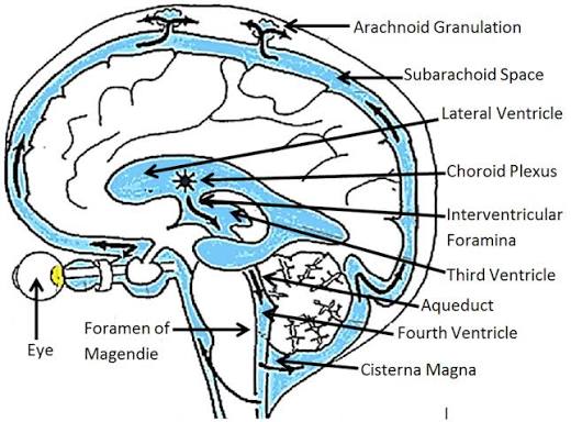 CSF circulation pathway: choroid plexus (lateral ventricle) → interventricular foramina → third ventricle → aqueduct → fourth ventricle → foramen of Magendie → cisterna magna/subarachnoid space → arachnoid granulations.