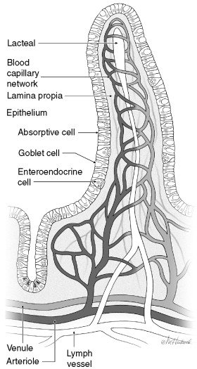 A single villus in cross-section: epithelium (absorptive/goblet/enteroendocrine cells), lamina propria, a central lacteal, and a surrounding blood capillary network fed by an arteriole and drained by a venule, with a lymph vessel alongside.