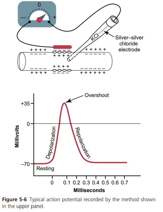 Experimental setup (silver-silver chloride electrode inserted into an axon) and the resulting action potential trace: resting at -70 mV, depolarizing through 0 to an overshoot of +35 mV, then repolarizing back to resting over about 0.5 milliseconds