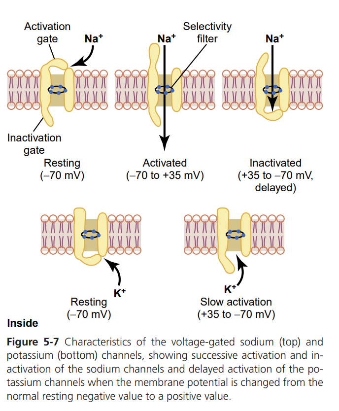 Structural states of the voltage-gated sodium channel (resting, activated, inactivated, each showing the activation and inactivation gates) and the voltage-gated potassium channel (resting and slow activation), as the membrane potential moves from -70 mV to +35 mV and back