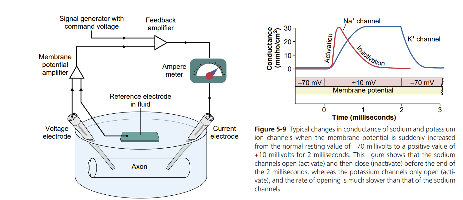 Voltage-clamp experimental setup and the resulting Na+ and K+ channel conductance-vs-time graph, showing Na+ conductance rising and falling quickly (activation then inactivation) while K+ conductance rises more slowly and stays elevated, when membrane potential is stepped from -70 mV to +10 mV and back