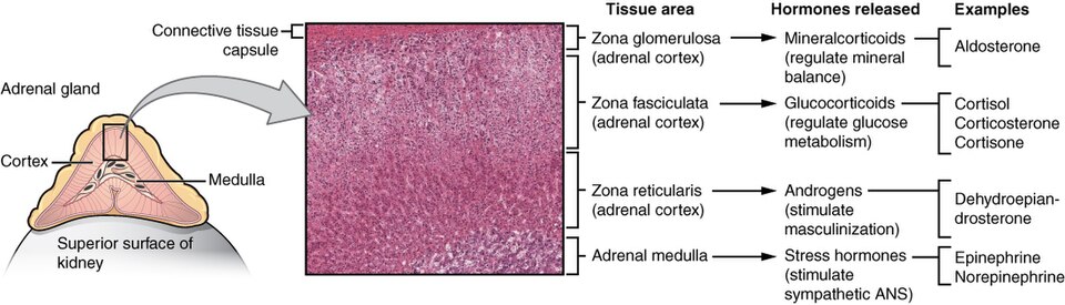 Adrenal gland cross-section: the cortex’s three zones (zona glomerulosa secreting mineralocorticoids like aldosterone; zona fasciculata secreting glucocorticoids like cortisol; zona reticularis secreting androgens like DHEA) surrounding the inner adrenal medulla, which secretes the stress hormones epinephrine and norepinephrine