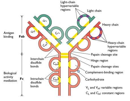 Antibody (immunoglobulin) structure: light chains and heavy chains linked by interchain/intrachain disulfide bonds at a flexible hinge region, light-chain and heavy-chain hypervariable regions forming the antigen-binding Fab region, constant regions (CL, CH1-CH3) forming the Fc region that mediates biological activity (complement binding, papain cleavage sites shown), with the carbohydrate group attached