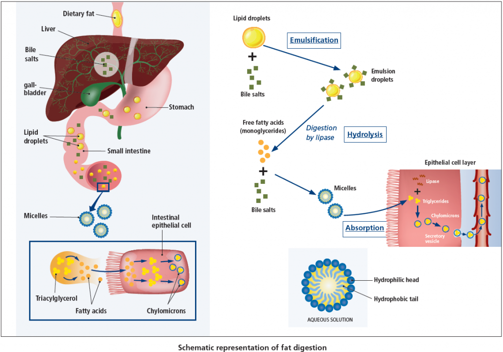 Fat digestion overview: liver/gallbladder/stomach/small intestine gross anatomy with lipid droplets and bile salts shown entering the duodenum; a detailed sequence showing bile-salt emulsification of a lipid droplet into emulsion droplets, lipase hydrolysis into free fatty acids/monoglycerides, micelle formation with bile salts, and brush-border absorption into the epithelial cell where triglycerides are resynthesized and packaged into chylomicrons; plus a micelle cross-section showing the hydrophilic-head/hydrophobic-tail arrangement