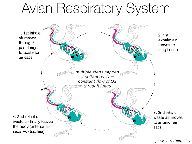 The bird respiratory system’s two-cycle airflow, shown as a repeating four-step sequence: (1) 1st inhale — air moves through/past the lungs to the posterior air sacs; (2) 1st exhale — that air moves from the posterior air sacs into the lung tissue; (3) 2nd inhale — waste air moves from the lungs into the anterior air sacs; (4) 2nd exhale — waste air finally leaves the body via the anterior air sacs and trachea — with multiple steps overlapping in time so airflow through the lung tissue itself is continuous