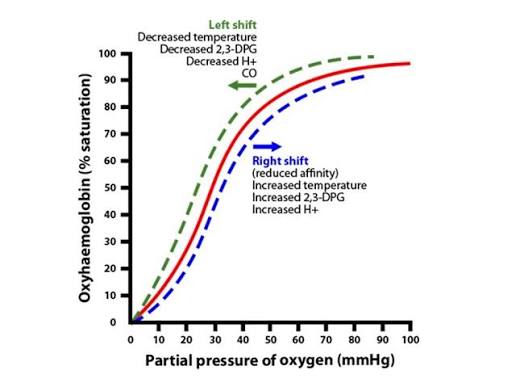 Oxyhemoglobin dissociation curve shown at three positions: a left shift (decreased temperature, decreased 2,3-DPG, decreased H+, or CO exposure — increased affinity), the resting/normal curve, and a right shift (increased temperature, increased 2,3-DPG, increased H+ — the Bohr effect, reduced affinity)