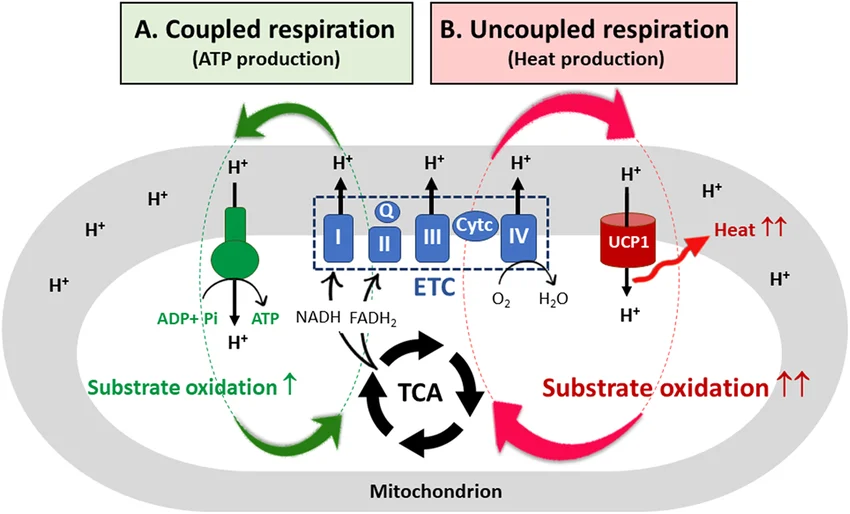 Mitochondrion comparison: (A) coupled respiration — the electron transport chain pumps H+ out, and ATP synthase uses the H+ gradient flowing back in to phosphorylate ADP to ATP; (B) uncoupled respiration in brown fat — UCP1 provides an alternate channel for H+ to flow back in, bypassing ATP synthase entirely and releasing the energy as heat, with substrate oxidation increased to compensate